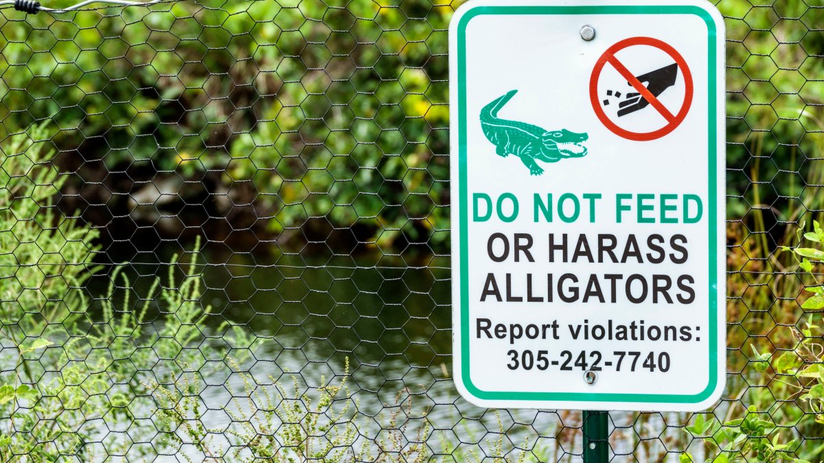 Weird laws Here’s a list of Florida’s strangest rules NBC 6 South Florida