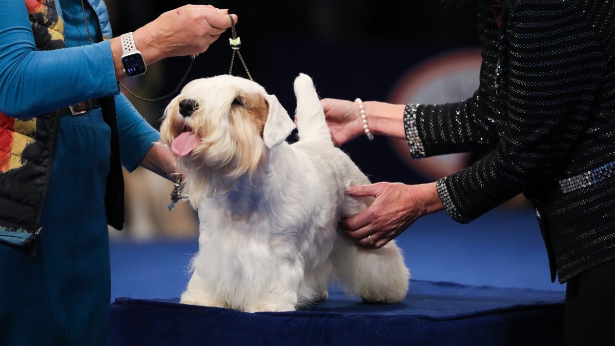 Meet Stache, the winner of the 2023 National Doggy Exhibit