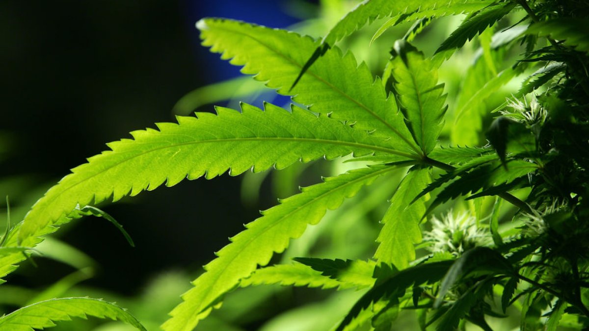 Ohio legalizes recreational marijuana for adults – NBC 6 South Florida - Vimarsana News