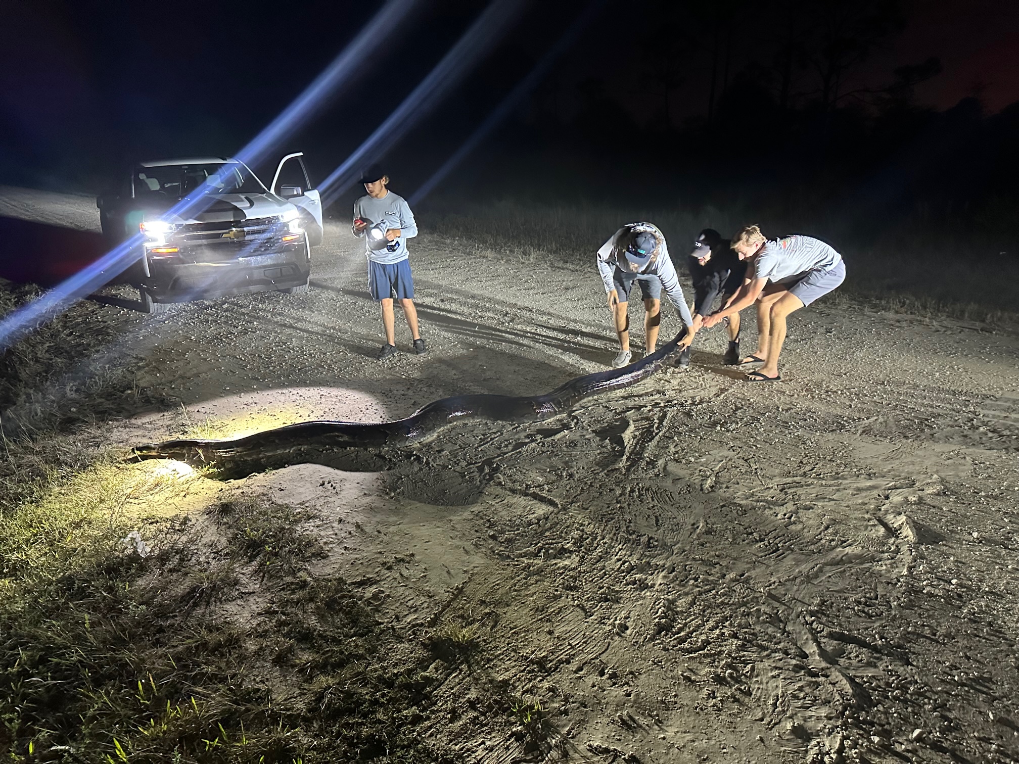 Images: 198-pound Burmese python captured in Collier County – NBC 6 ...