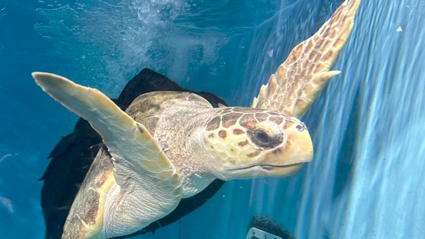 Loggerhead sea turtle with a special swim vest finds a new home
