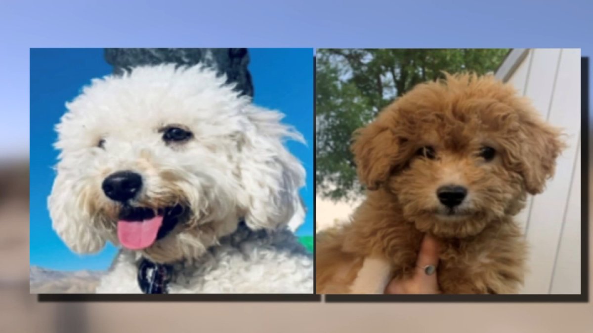 Inland Empire family accused of selling sick puppies – NBC 6 South Florida - Vimarsana News