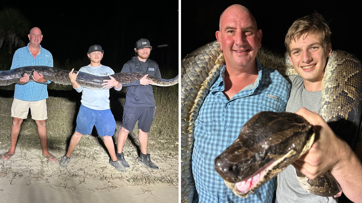 Massive python caught in Florida Everglades – NBC 6 South Florida