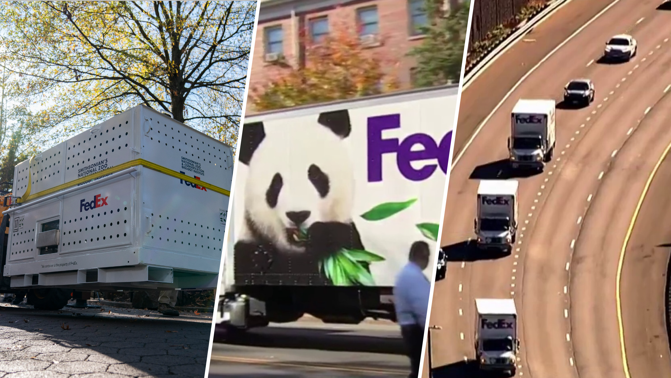 Today's the Day: The National Zoo pandas are leaving DC for China - Vimarsana News