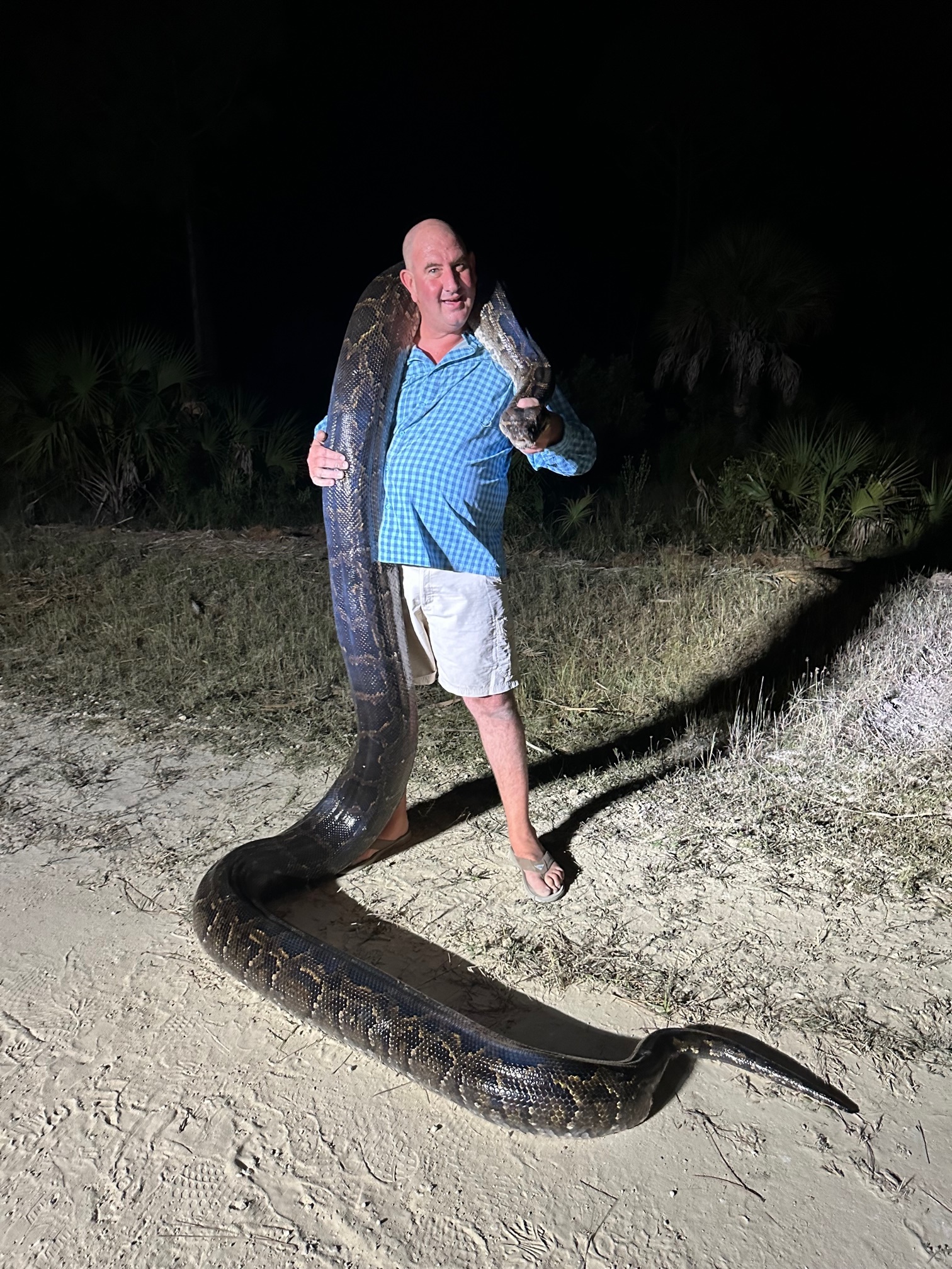Images: 198-pound Burmese python captured in Collier County – NBC 6 ...