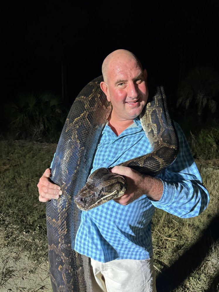 Images: 198-pound Burmese python captured in Collier County – NBC 6 ...