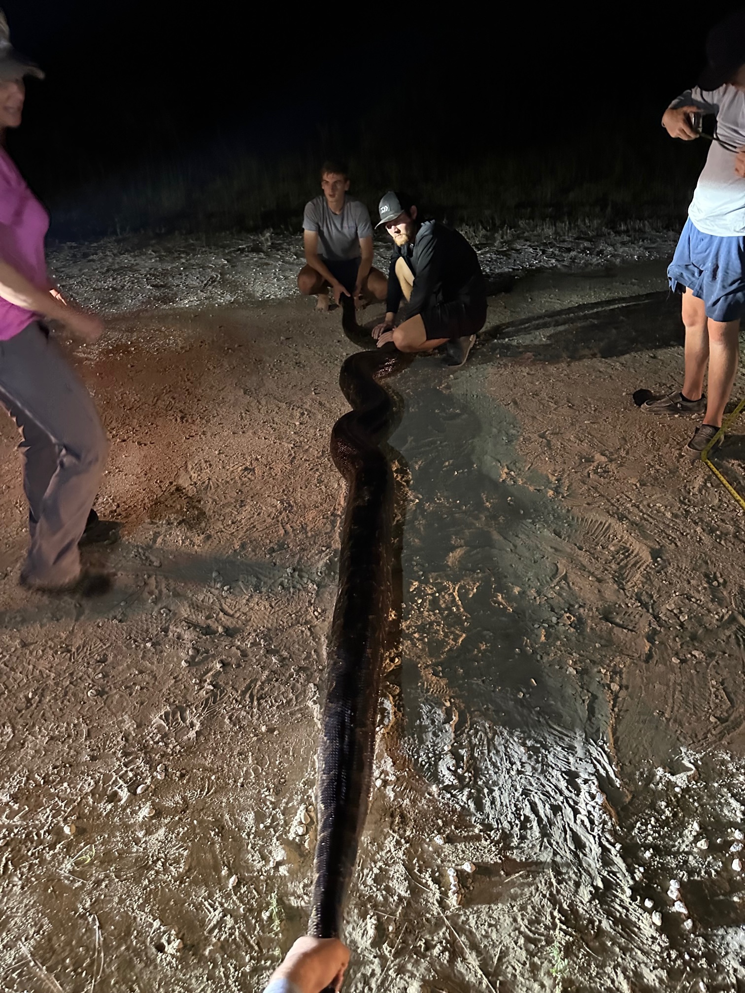 The python measured at 17 feet and 2 inches. (Courtesy: Mike Elfenbein)