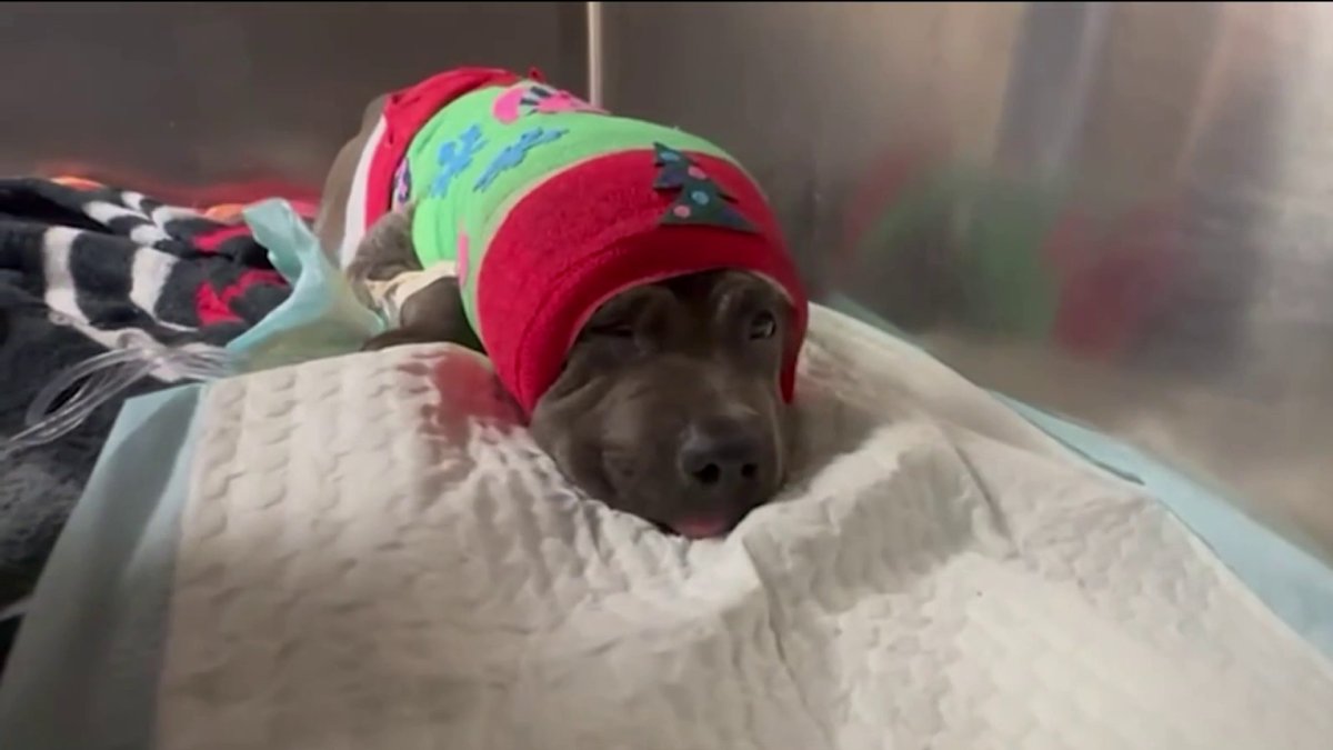 Puppy recovering after brutal dog attack – NBC 6 South Florida
