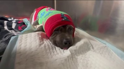 Puppy recovering after brutal dog attack