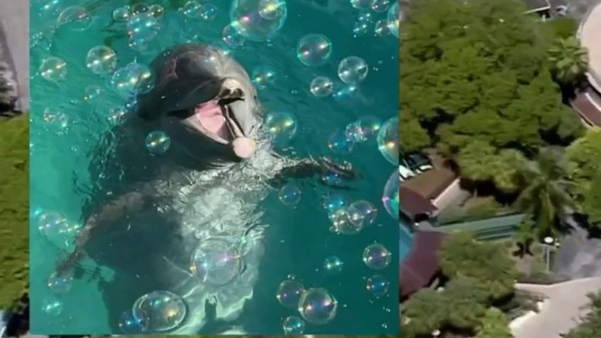 Miami Seaquarium announces death of one of its dolphins