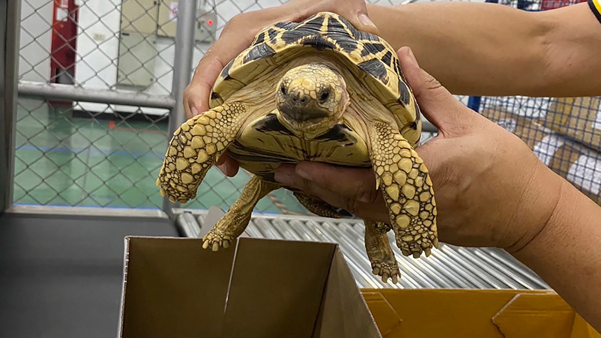 Police seize hundreds of animals during trafficking stings worldwide: Interpol – NBC 6 South Florida - Vimarsana News