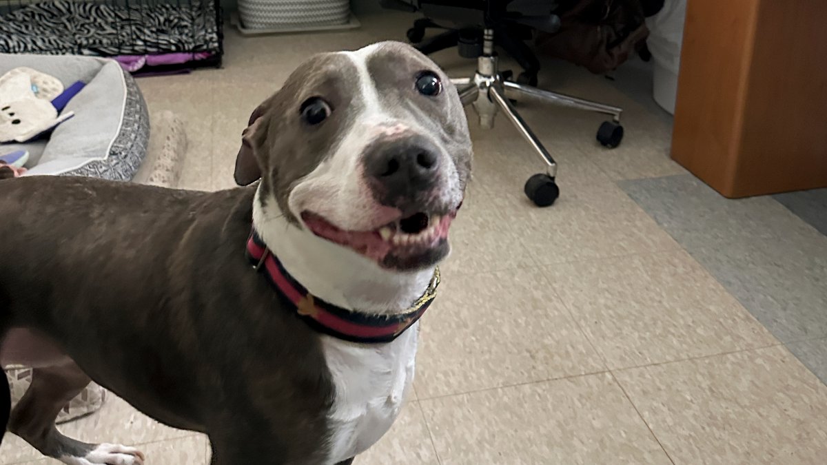 Animal shelters overcrowd as families face financial issues – NBC 6 South Florida - Vimarsana News