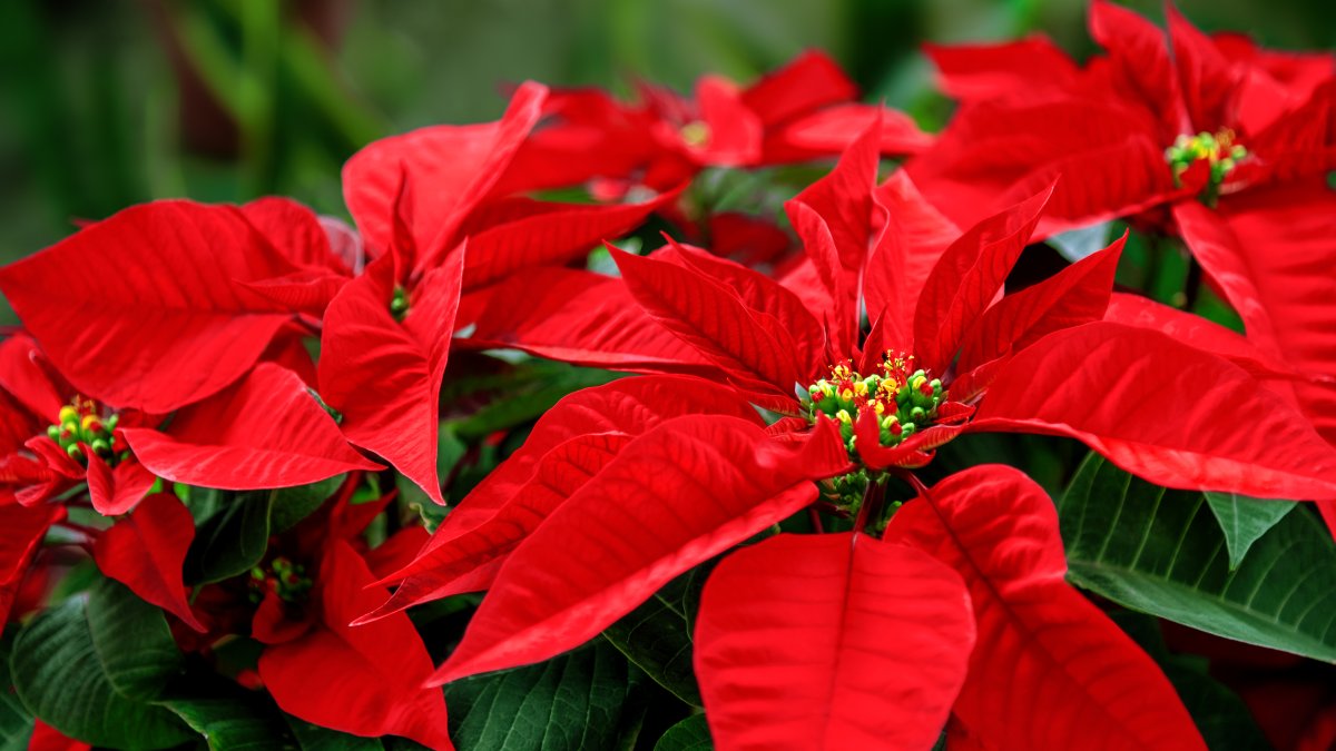The poinsettia's name and origins get newfound attention – NBC 6 South Florida - Vimarsana News