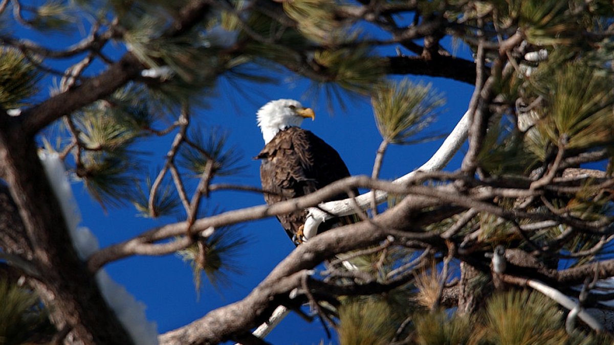 2 men charged with killing thousands of birds, including bald eagles, in Montana – NBC 6 South Florida - Vimarsana News
