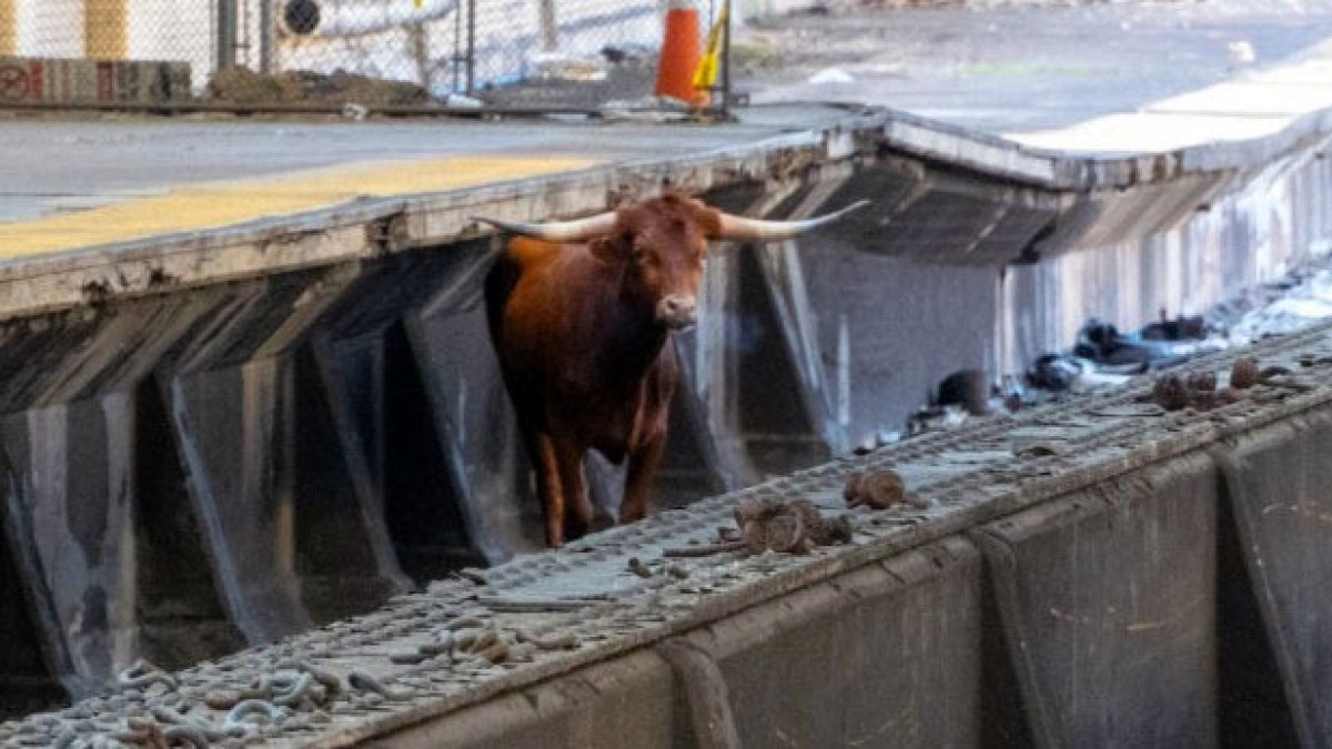 Call it a 'cash cow?': NJ Transit sells plush animal after bull on tracks goes viral - Vimarsana News