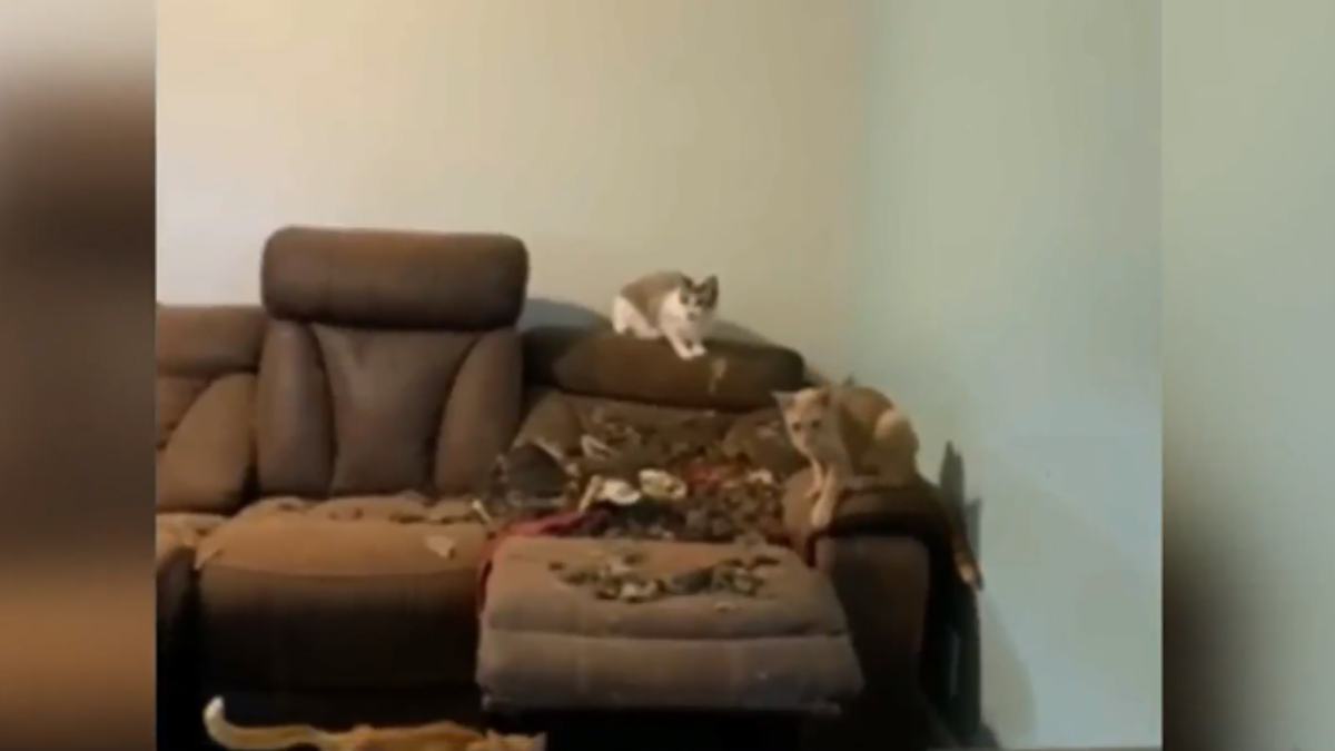 Trial underway for Sunrise animal rescuer facing cruelty charges over cat hoarding - Vimarsana News