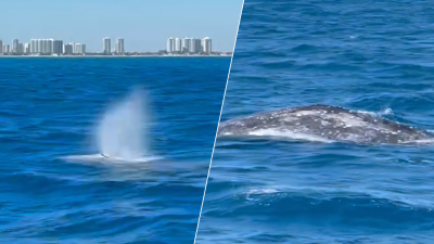 Extremely rare and ‘special' whale sighting near South Florida coast