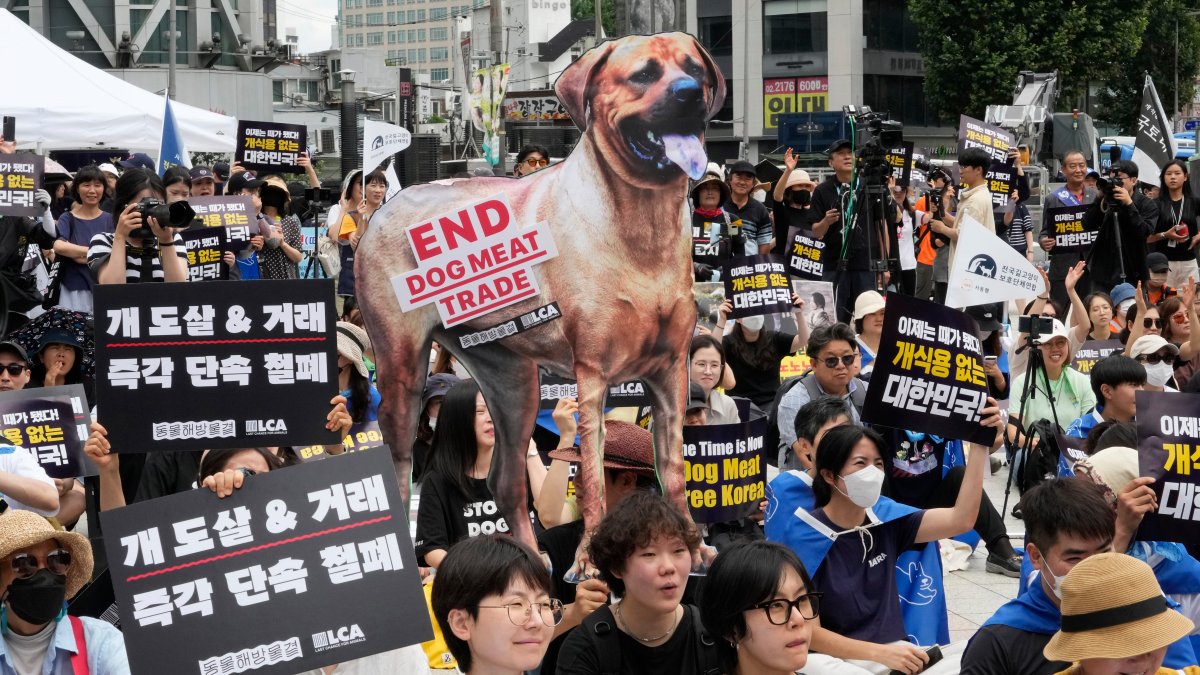 South Korea passes bill to ban production of dog meat – NBC 6 South Florida - Vimarsana News