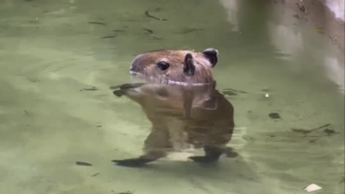 Capybara that went viral doing 'Thriller' dance named