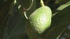 Trio arrested for picking 1,000 pounds of avocados from Miami-Dade farm