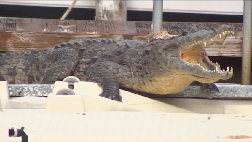 An American crocodile was spotted making itself at home the Bay Colony Club community in Fort Lauderdale.
