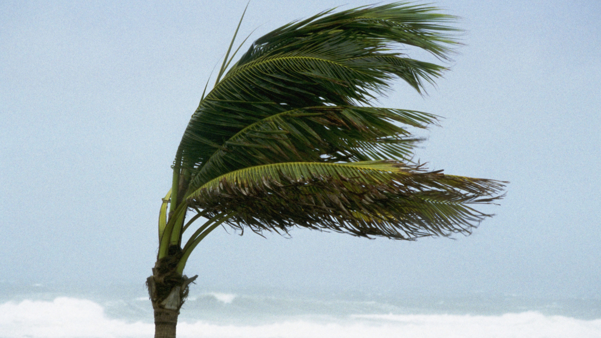 Wind advisory for Broward, Miami-Dade – NBC 6 South Florida