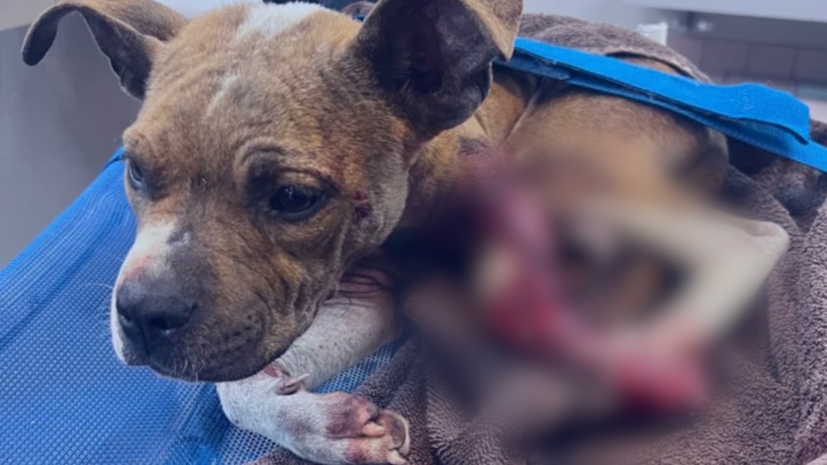 Miramar Police officers rescue puppy hit by car NBC 6 South Florida