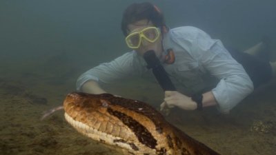New anaconda species discovered in the Amazon