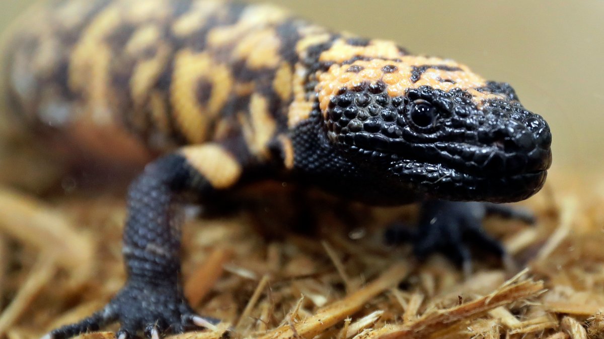 Colorado man dead after pet Gila monster bite – NBC 6 South Florida - Vimarsana News