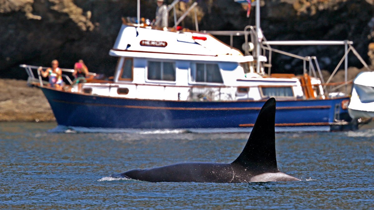 Coast Guard launch boat alert program to protect whales in Seattle – NBC 6 South Florida - Vimarsana News
