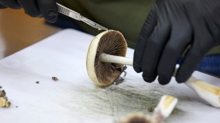 FILE - A grower cuts psilocybin mushrooms to prepare for distribution in Springfield, Ore., Aug. 14, 2023.