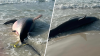 Pregnant Great White Shark washes ashore on Florida Beach
