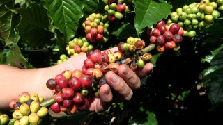 A Vietnamese farmer harvests coffee at a farm in Dak Lak province, Vietnam, November 28, 2023.