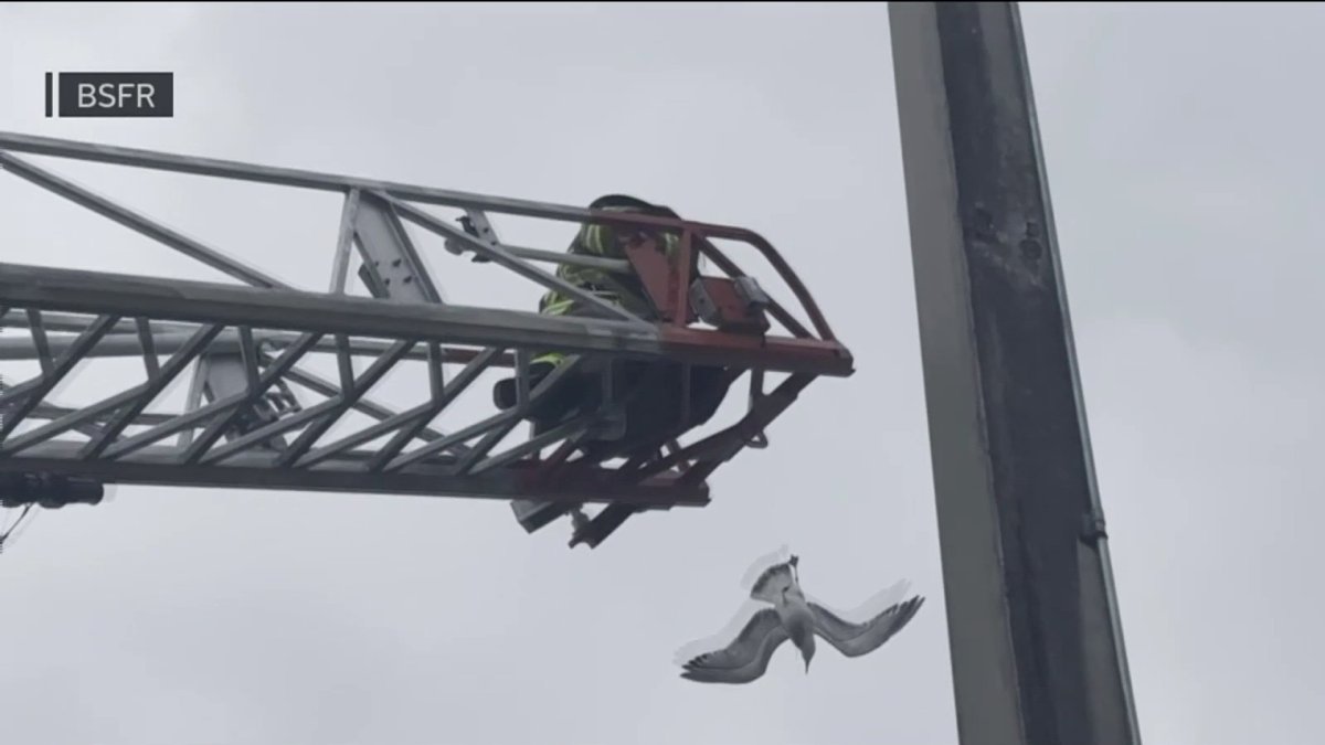 Video shows Broward Sheriff Rescue crews rescuing seagull stuck in ...