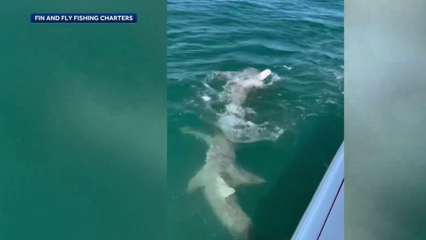 Video captures shark feeding frenzy in Florida