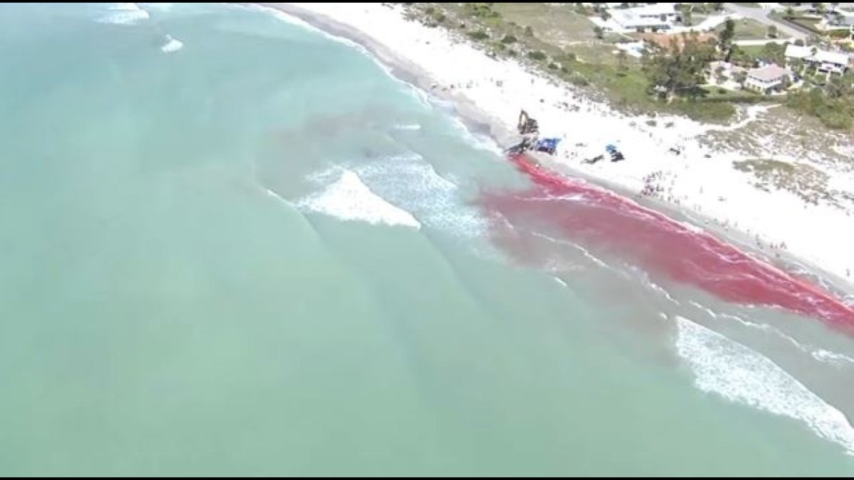 Venice, FL Sperm Whale Necropsy and No-Swim Advisory: What You Need to Know