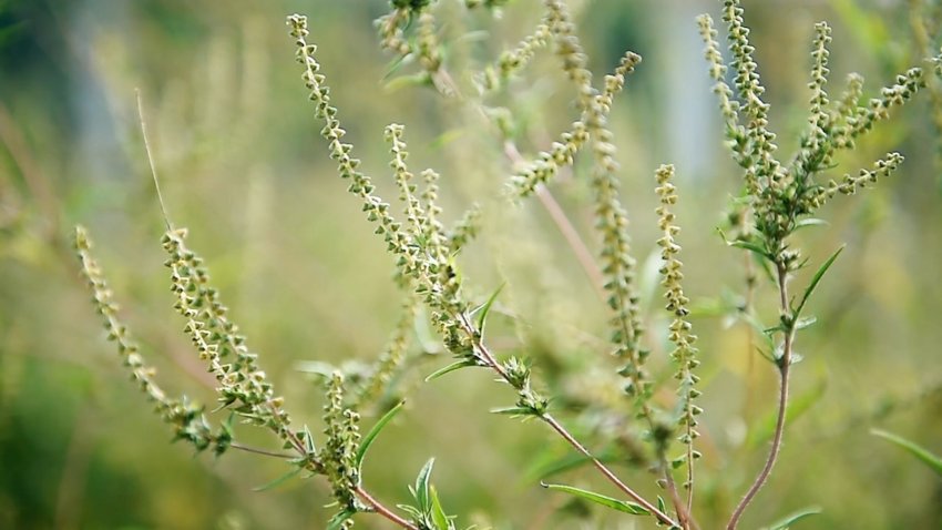 Climate change, allergy season and your kids