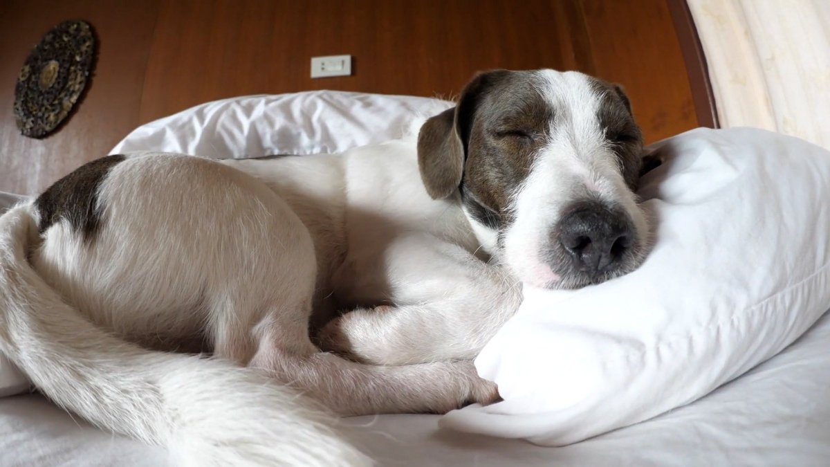 Is it ok to let your dog sleep on your bed? NBC 6 South Florida