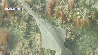 Effort underway to save endangered sawfish in the Florida Keys