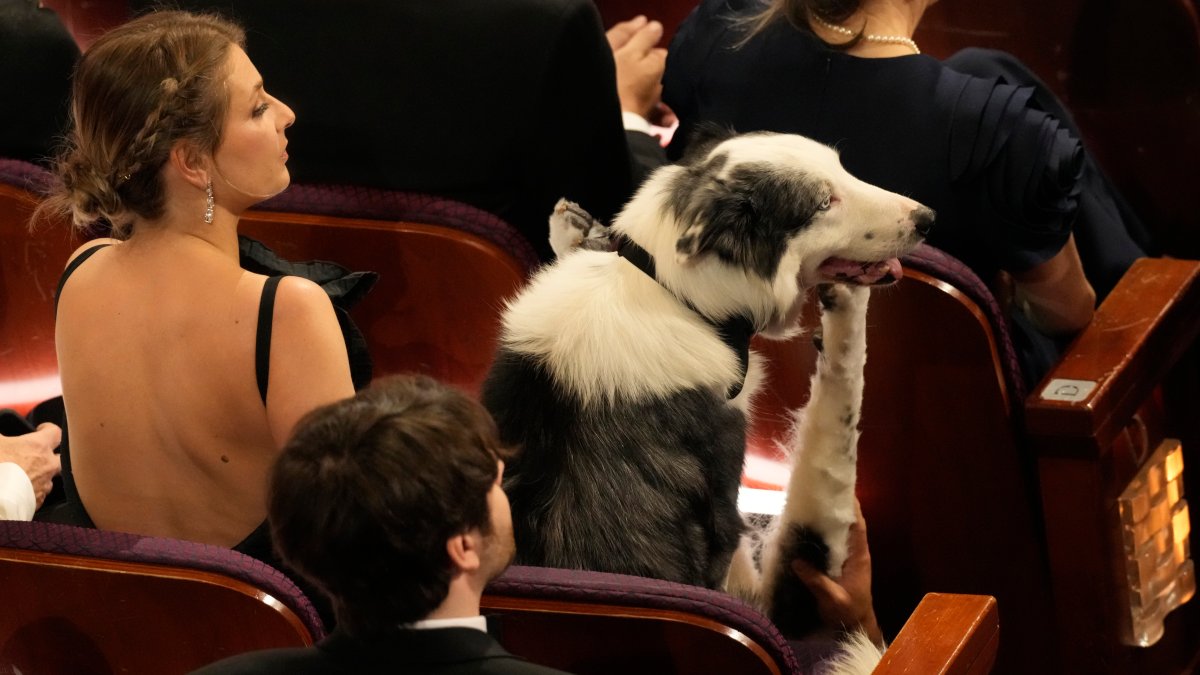 Messi the movie star doggy produced it to the Oscars. Here&#039s how the exhibit pulled off his clapping cameo