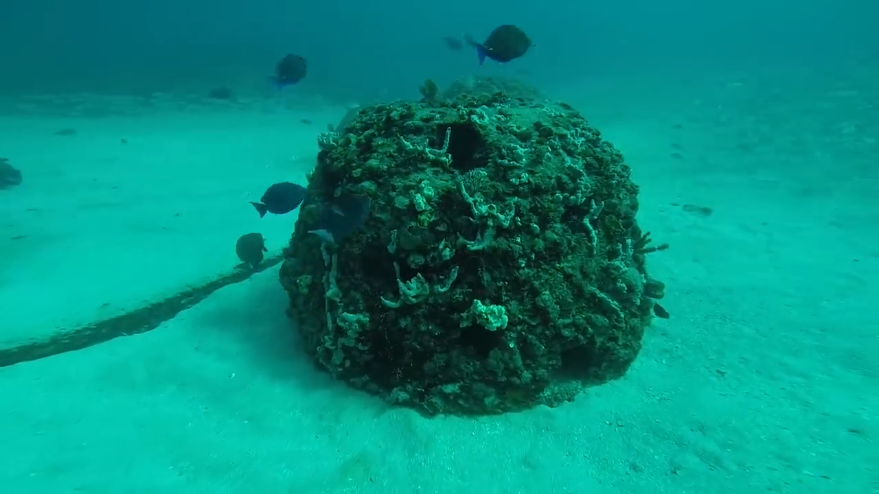 Florida charity offers coral reef memorials rather than funerals NBC