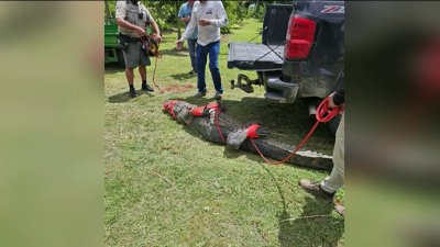 Massive alligator removed from SW Miami-Dade farm