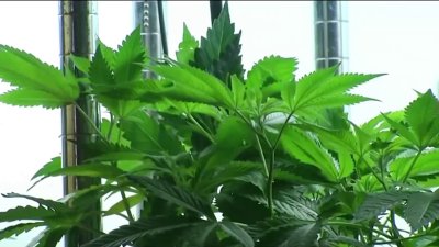 Governor DeSantis addressed adult-use marijuana in Florida
