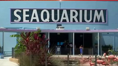 Miami Seaquarium files lawsuit against Miami-Dade County days ahead of eviction