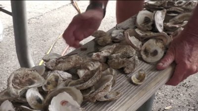 Oyster shells being used to improve water quality in South Florida