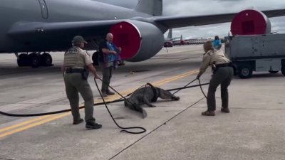 Video shows large gator wrangled on runway in Tampa