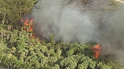 Grass fire burns in southwest Miami-Dade