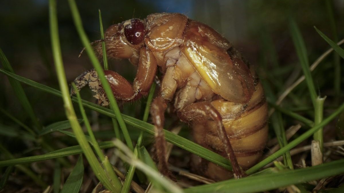 Cicada facts: Insect top of animal kingdom in urination flow rate – NBC 6 South Florida - Vimarsana News