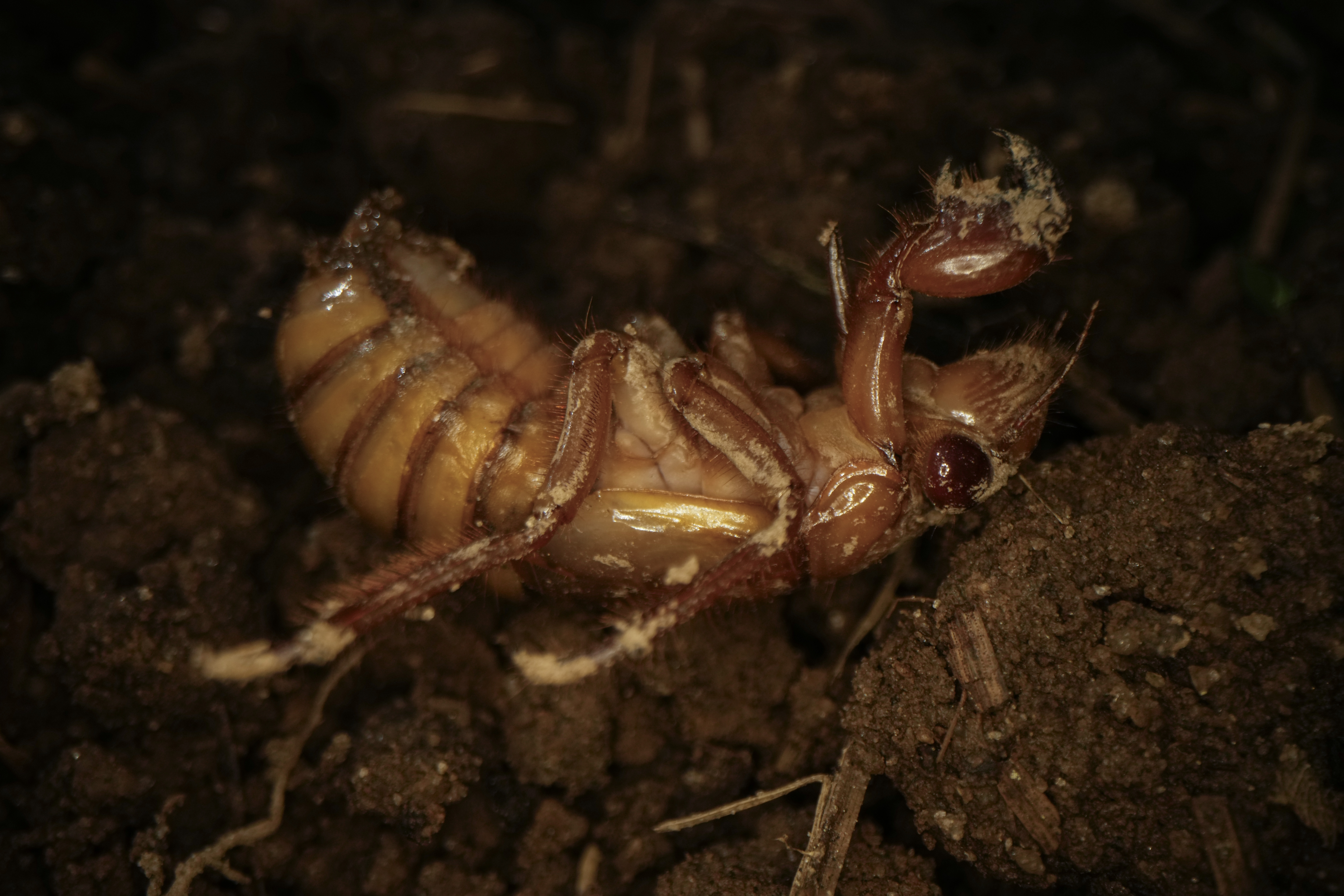 Cicada facts: Insect top of animal kingdom in urination flow rate – NBC ...