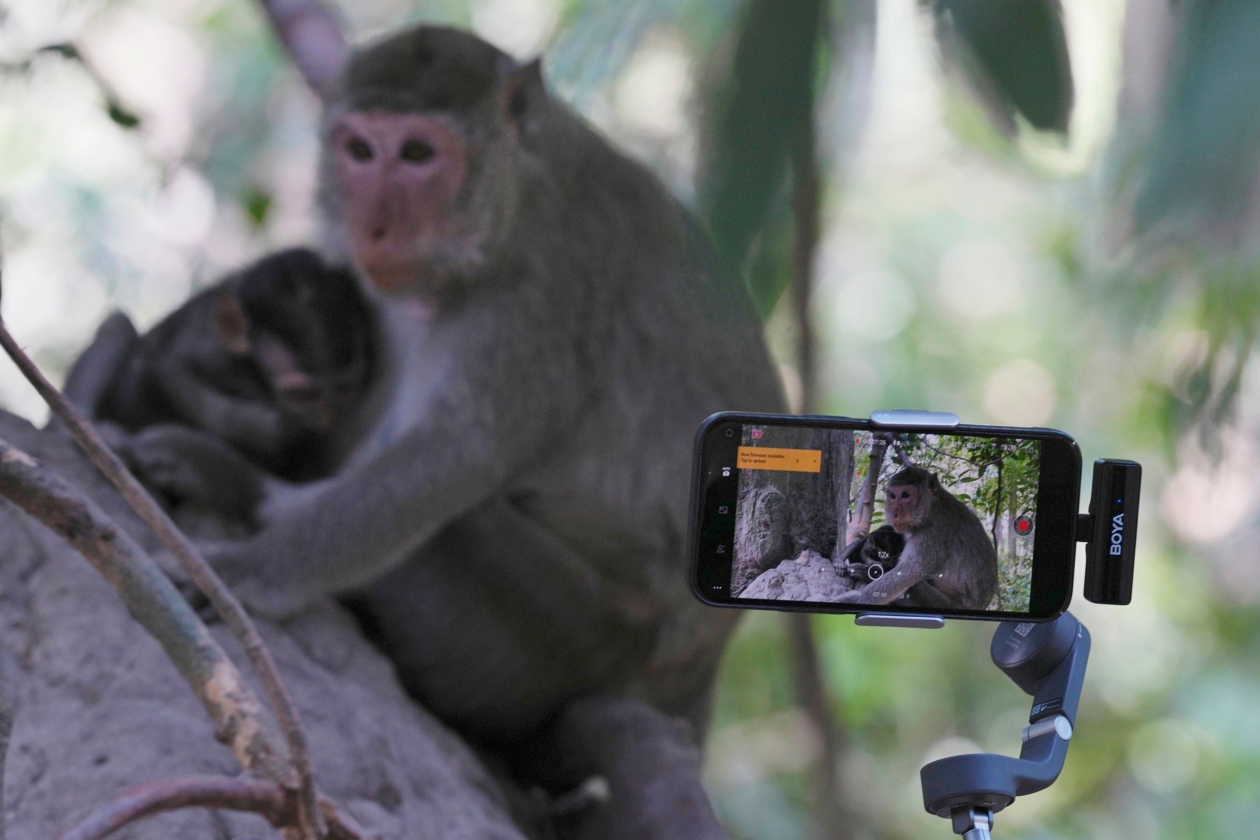YouTubers increasingly abuse monkeys at the Angkor UNESCO site for clicks – NBC 6 South Florida - Vimarsana News